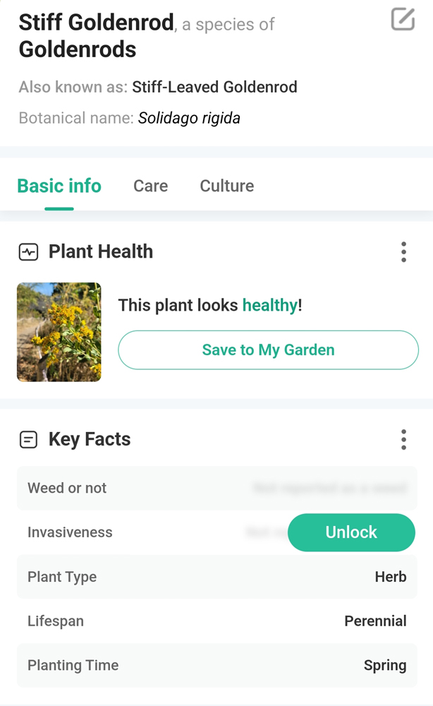 A screenshot of a phone application identifying goldenrod