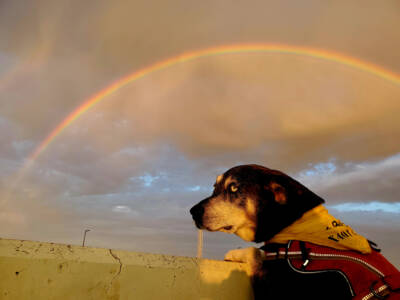 Max, notable railroad dog, dies at 9