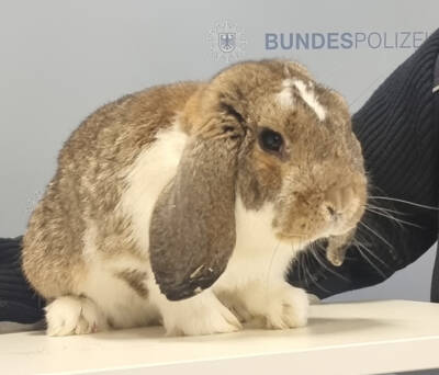 German passenger rail company finds (Easter) bunny on board