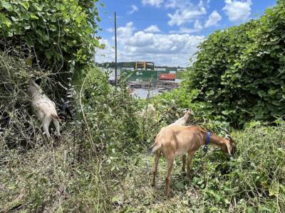 Norfolk Southern adds yard goats to its bleet