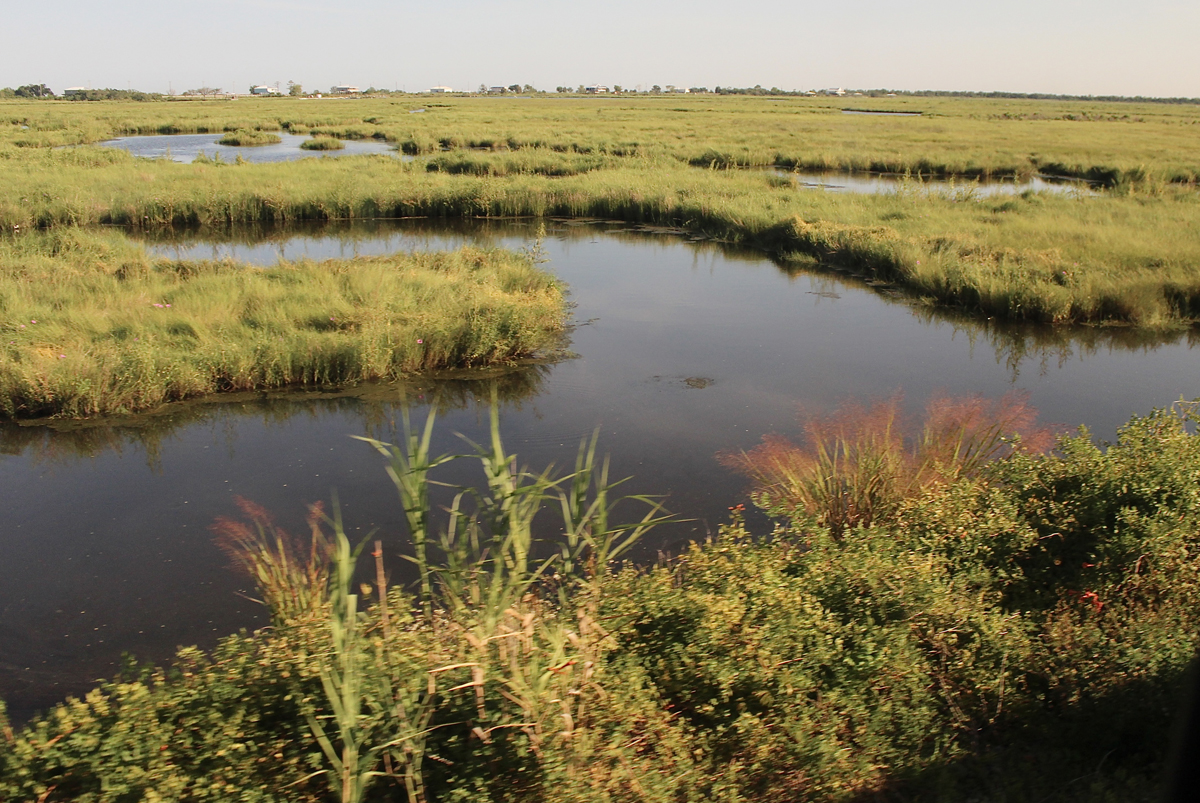 Swampland as viewed from passenger train, Aug. 16, 2025
